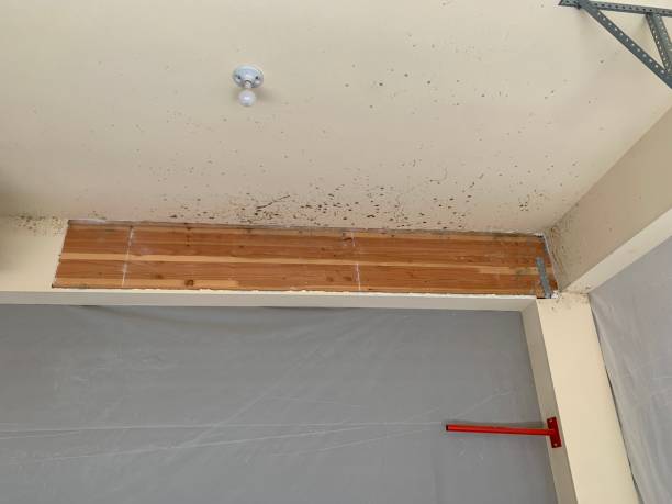 Best Black Mold Removal  in Rogers, TX