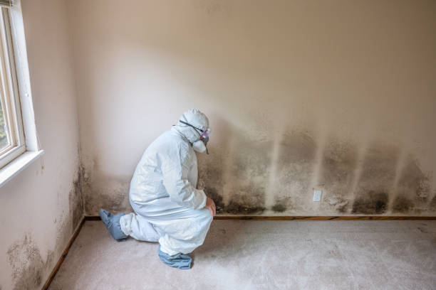 Best Residential Mold Inspection & Testing  in Rogers, TX